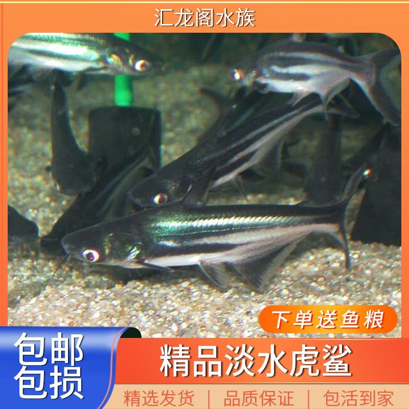 龍魚耐活嗎：龍魚的耐活性受到多種因素的影響