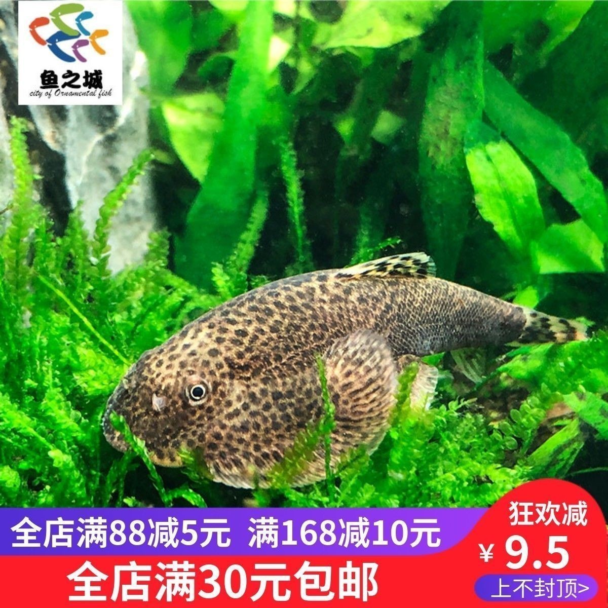 龍魚配什么清道夫：龍魚混養(yǎng)其他魚類的建議,龍魚缸內水質維護方法