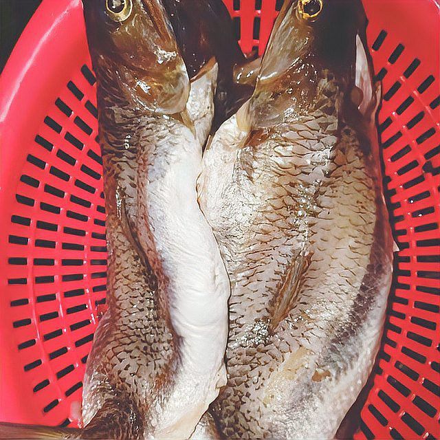 葵龍魚是什么魚類