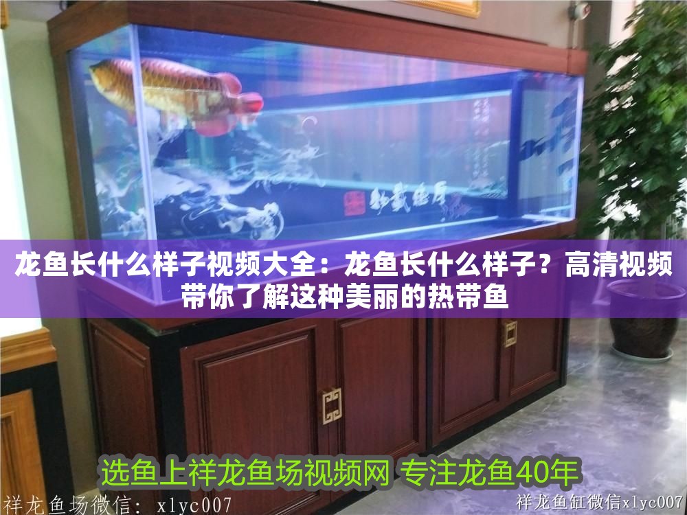 龍魚長什么樣子視頻大全：龍魚長什么樣子？高清視頻帶你了解這種美麗的熱帶魚