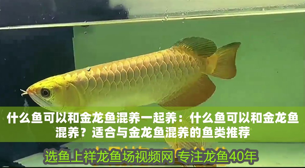 什么魚(yú)可以和金龍魚(yú)混養(yǎng)一起養(yǎng)：什么魚(yú)可以和金龍魚(yú)混養(yǎng)？適合與金龍魚(yú)混養(yǎng)的魚(yú)類推薦