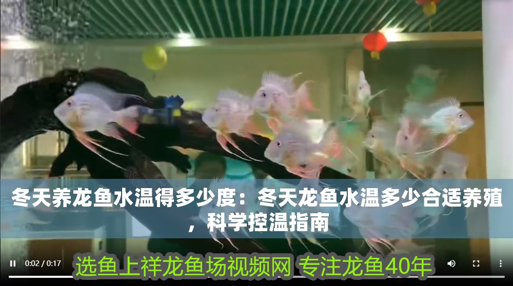 冬天養龍魚水溫得多少度：冬天龍魚水溫多少合適養殖，科學控溫指南 冬天養龍魚水溫得多少度：冬天龍魚水溫多少合適養殖，科學控溫指南 龍魚百科 第1張