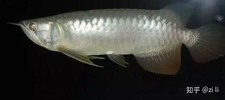 如何判斷龍魚是否鱗片充血？