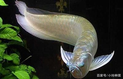 養(yǎng)兩條銀龍魚的風水學：銀龍魚養(yǎng)幾條好