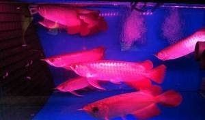 天津哪里買龍魚便宜點：天津哪里買龍魚便宜 天津哪里買龍魚便宜點：天津哪里買龍魚便宜 龍魚百科 第2張