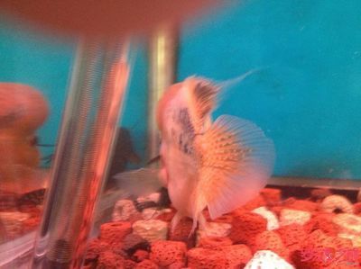 祥龍魚場觀賞魚出口：祥龍魚場的歷史與發(fā)展