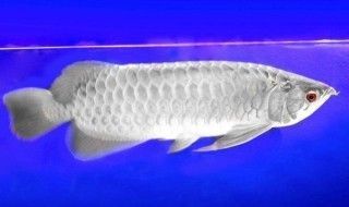 龍魚多久換一次水 有過濾效果（如何檢測魚缸水質(zhì)，龍魚換水的最佳時機）