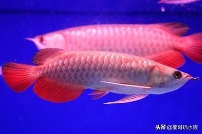 紅龍魚跟金龍魚哪個貴些（金龍魚和紅龍魚養殖難度對比紅龍魚辣椒紅品種介紹）