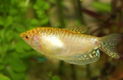 龍魚張嘴呼吸正常嗎：龍魚張嘴呼吸并不正常，可能是由多種原因引起的