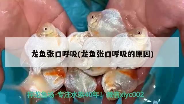 龍魚張嘴呼吸正常嗎：龍魚張嘴呼吸并不正常，可能是由多種原因引起的