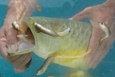 養了六七年的金龍魚總是有寄生蟲（養了六七年的金龍魚總是有寄生蟲怎么辦）