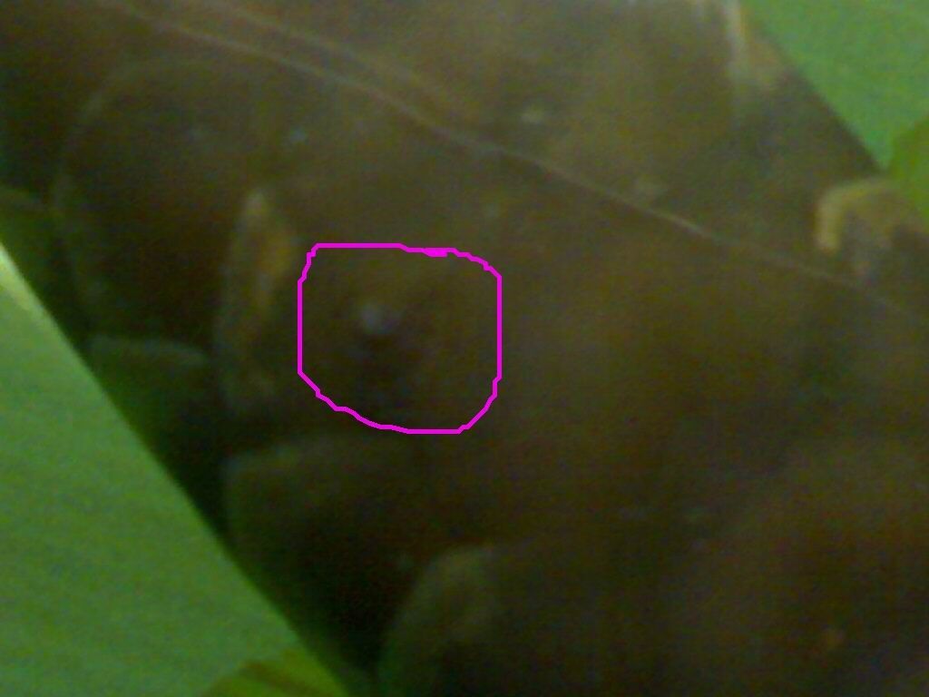 養了六七年的金龍魚總是有寄生蟲（養了六七年的金龍魚總是有寄生蟲怎么辦）