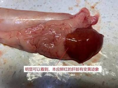 養了六七年的金龍魚總是有寄生蟲（養了六七年的金龍魚總是有寄生蟲怎么辦）