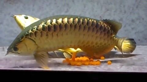 如何挑選金龍魚視頻：金龍魚挑選金龍魚視頻時需要考慮以下幾個方面的方面