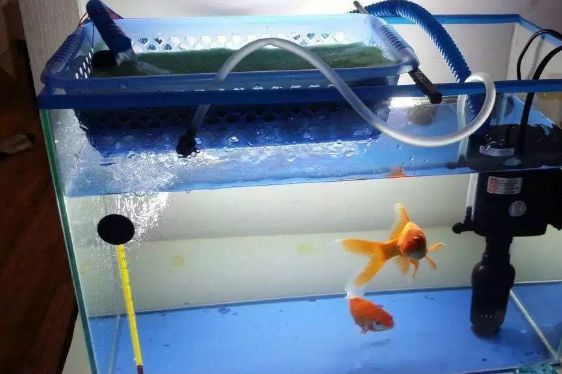 森森魚缸底濾噪音問題（如何選擇適合的魚缸底濾）