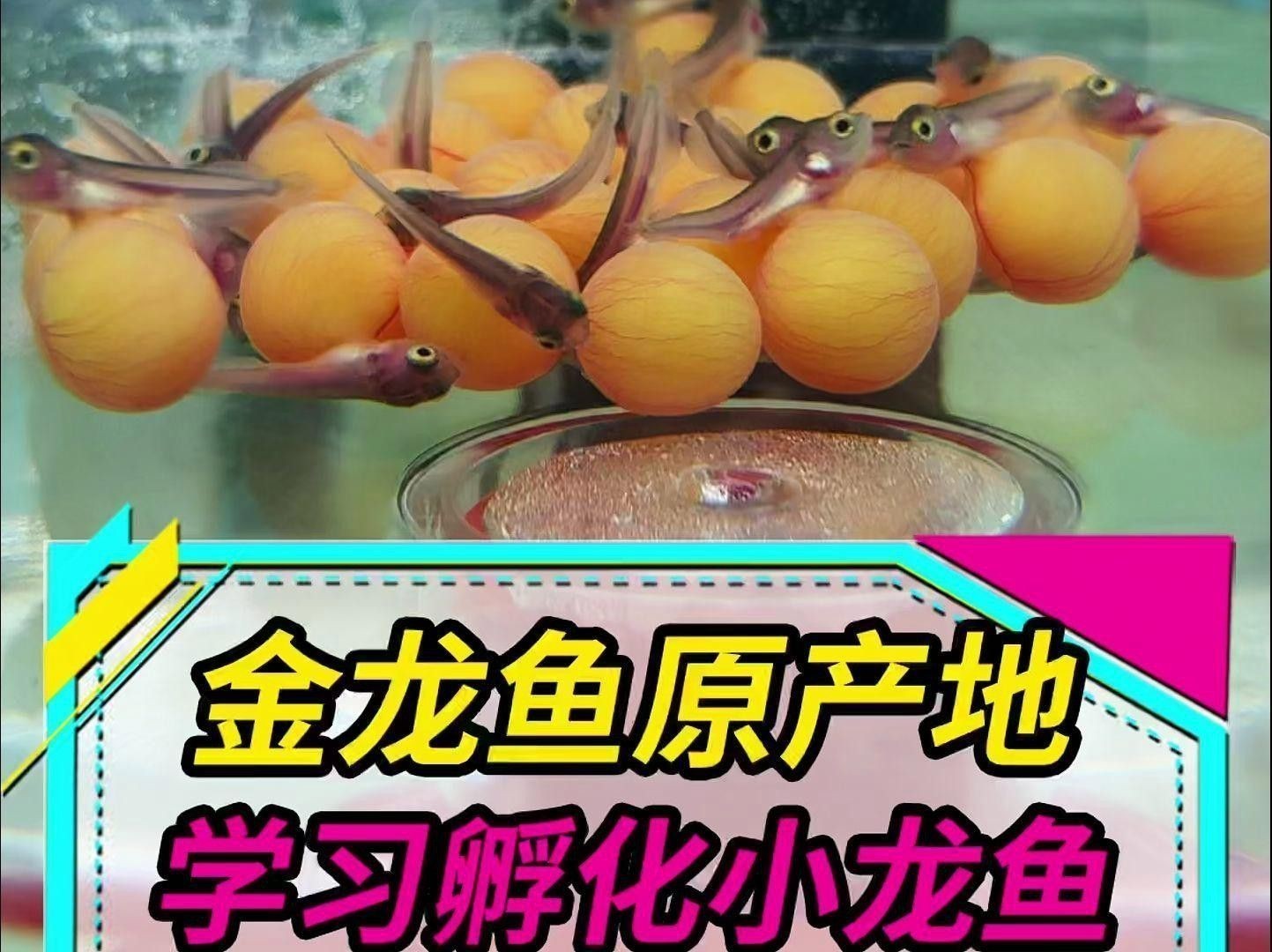 如何為金龍魚繁殖準備魚缸？