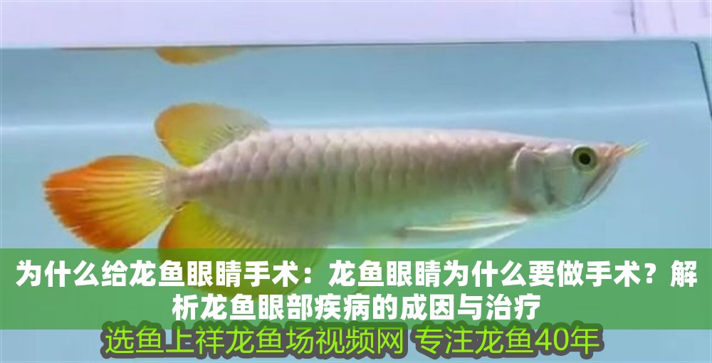 為什么給龍魚眼睛手術：龍魚眼睛為什么要做手術？解析龍魚眼部疾病的成因與治療