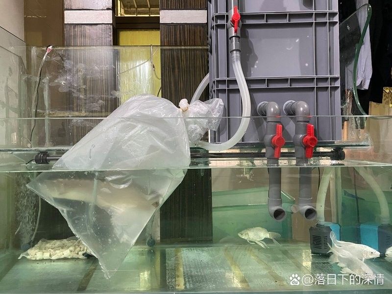 銀川水族批發(fā)市場買龍魚價格多少錢