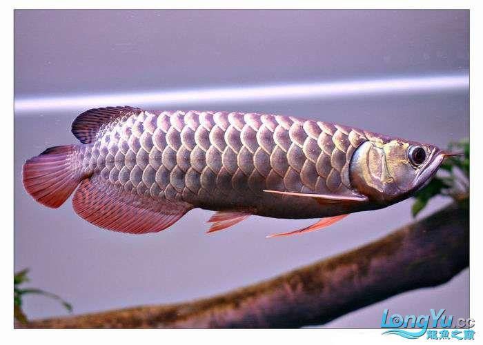 紫底金龍魚圖片大全