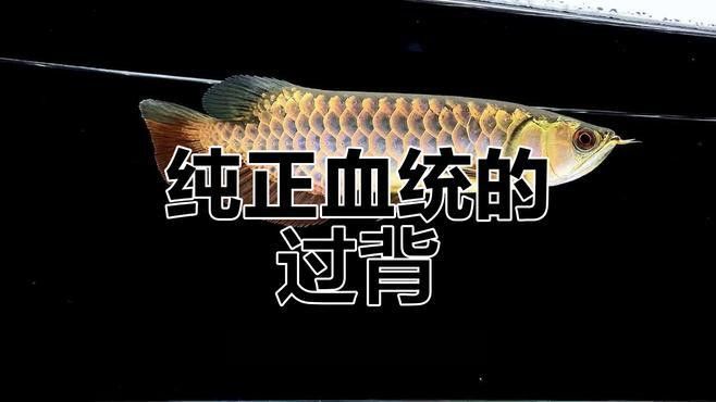 如何區(qū)分野生過背金龍和古典過背金龍？