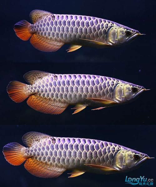 紫底金龍魚圖片大全