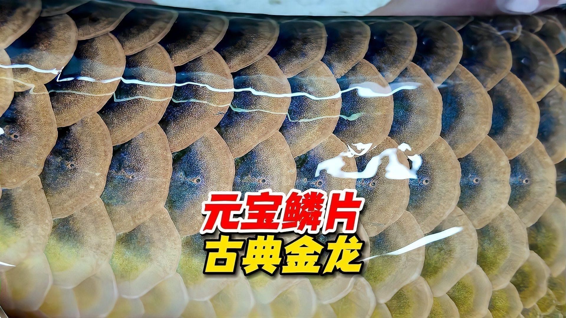 如何區(qū)分野生過背金龍和古典過背金龍？