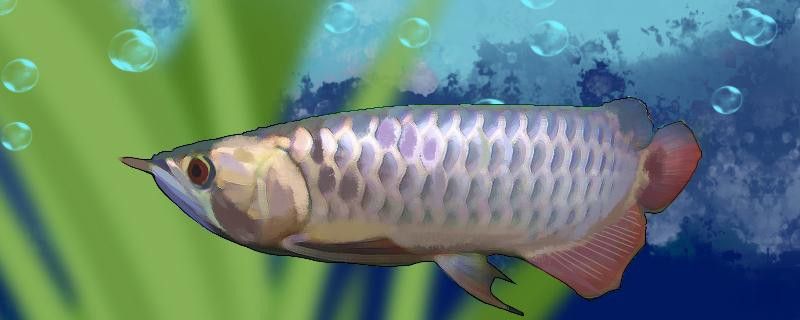 紫底金龍魚圖片大全