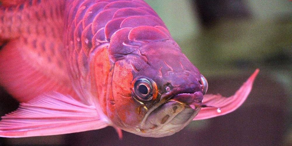 紫底金龍魚圖片大全