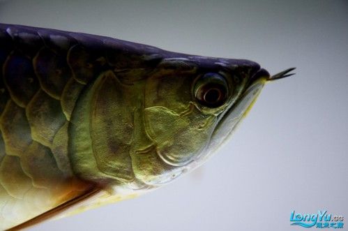 紫底金龍魚圖片大全