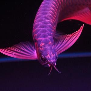 紫底金龍魚圖片大全