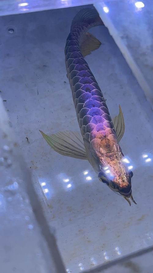 紫底金龍魚圖片大全