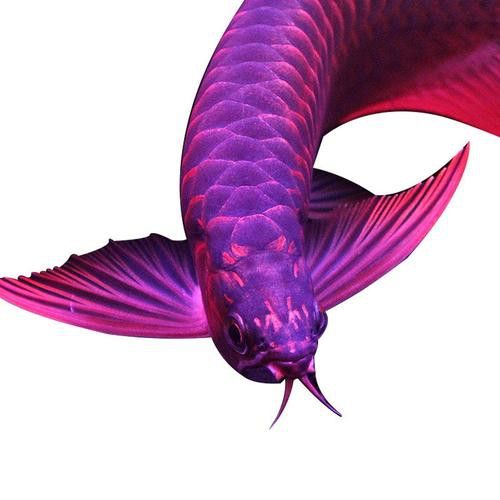 紫底金龍魚圖片大全