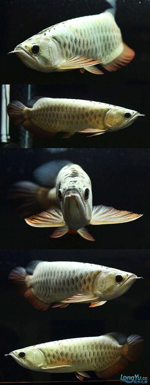 紫底金龍魚圖片大全