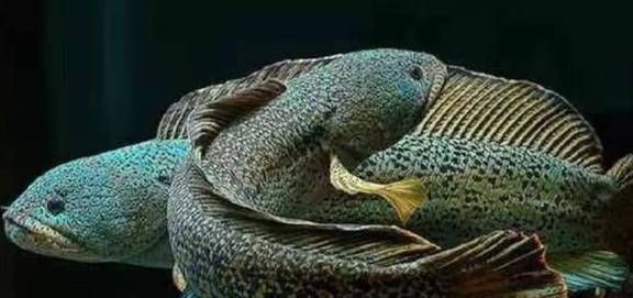 黃金黑魚是黃金雷龍魚嗎（黃金黑魚和黃金雷龍魚并非同一種魚，它們是同一物種）