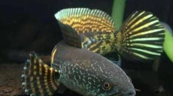 黃金黑魚是黃金雷龍魚嗎（黃金黑魚和黃金雷龍魚并非同一種魚，它們是同一物種）
