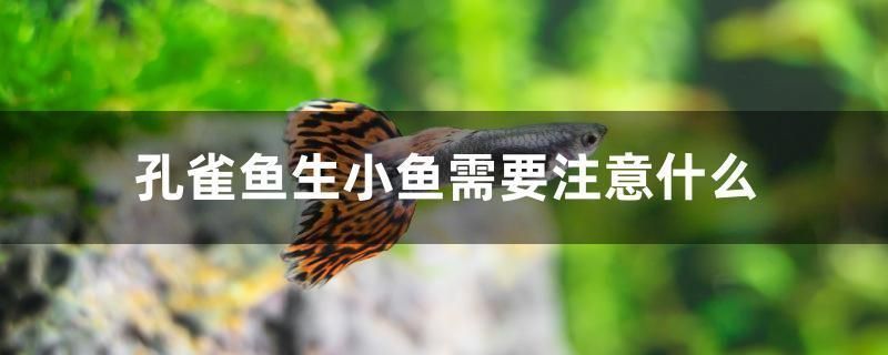 龍魚身上發白怎么回事啊：龍魚身上發白可能由多種原因引起，
