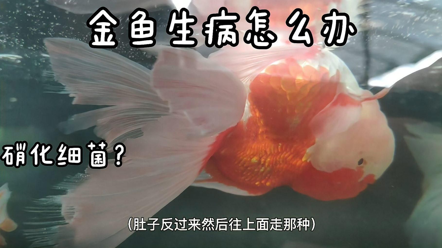 哪種材質的龍擺件最適合日常佩戴？
