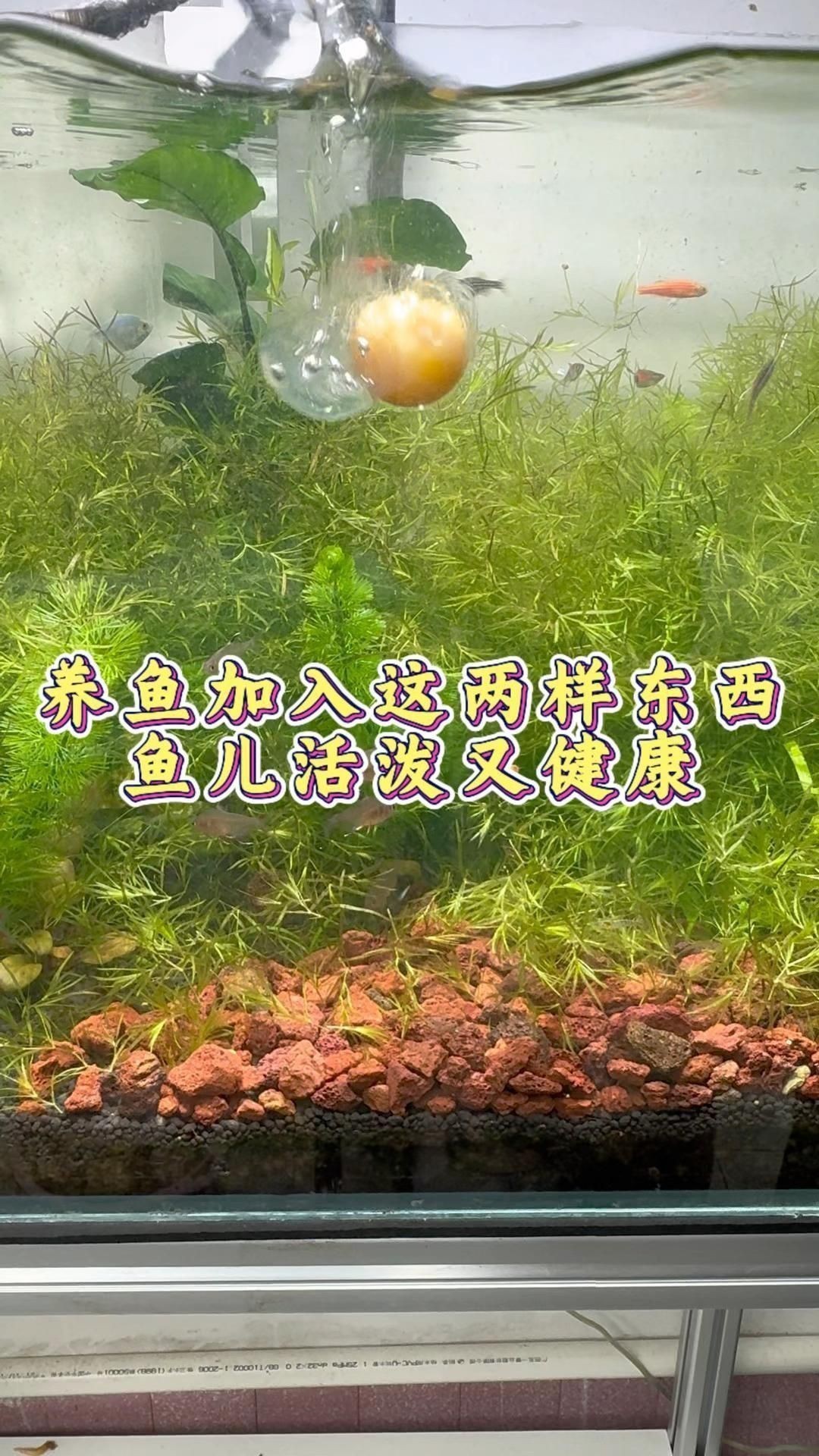 哪種材質的龍擺件最適合日常佩戴？