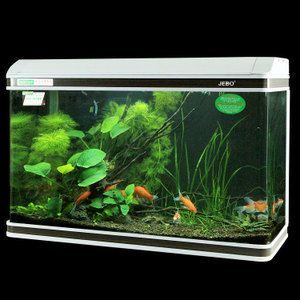 龍魚適合多大的魚缸