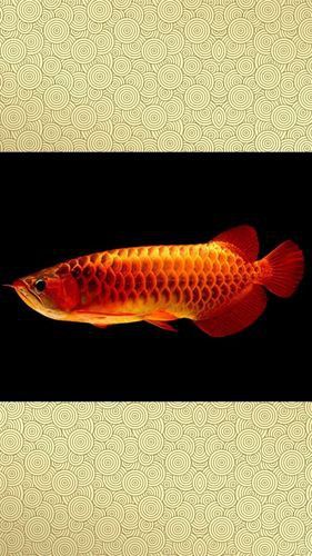 有沒有高清版的紅龍魚壁紙？