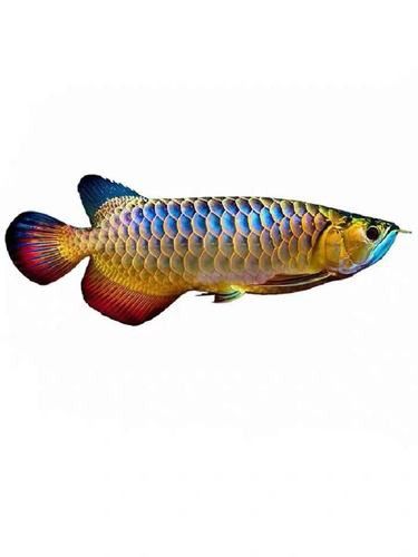 有沒有高清版的紅龍魚壁紙？
