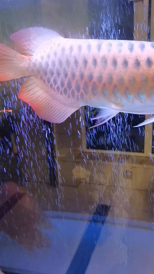 有沒有高清版的紅龍魚壁紙？