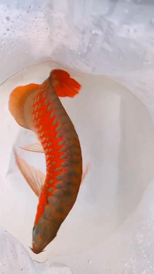 有沒有高清版的紅龍魚壁紙？