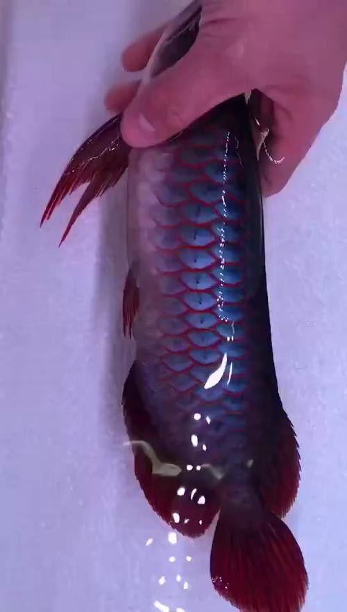 有沒有高清版的紅龍魚壁紙？