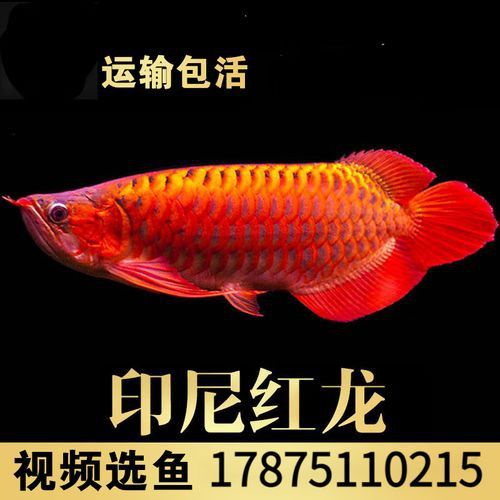 有沒有高清版的紅龍魚壁紙？