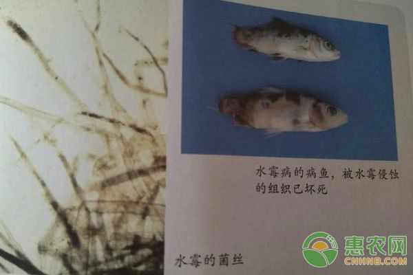 大正錦鯉魚的疾病預防措施，大正錦鯉日常護理技巧分享：大正錦鯉魚的疾病預防措施