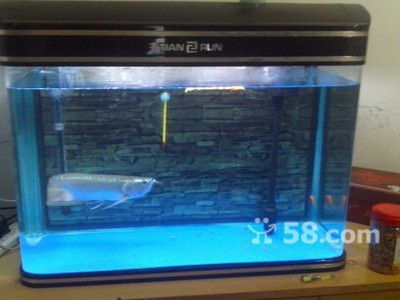 昆明龍魚市場在哪里？：昆明龍魚市場 昆明龍魚市場在哪里？：昆明龍魚市場 龍魚百科 第4張