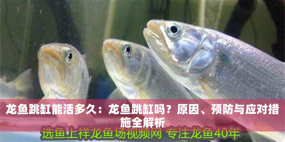 龍魚跳缸能活多久：龍魚跳缸嗎？原因、預防與應對措施全解析