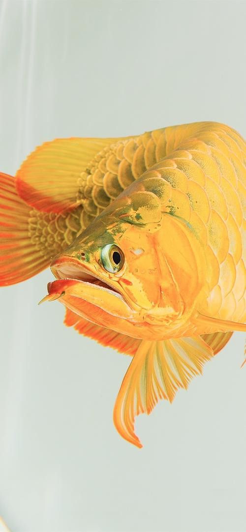 金龍魚圖片手機壁紙站酷