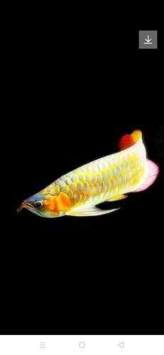 金龍魚圖片手機壁紙站酷